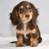 ミニチュアダックスフンド(ロング)【愛知県・男の子・2023年7月22日・チョコイエロー(チョコククリーム)】の写真1「10/10撮影」