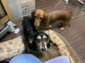 ミニチュアダックスフンド(ロング)【・女の子・2022年12月14日・ブラックイエロー】「レッドの子が梅ちゃんです。親子写真」