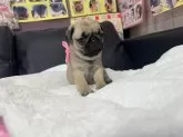 パグ【岐阜県・女の子・2024年12月27日・フォーン】の写真11