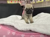 パグ【岐阜県・女の子・2024年12月27日・フォーン】の写真12