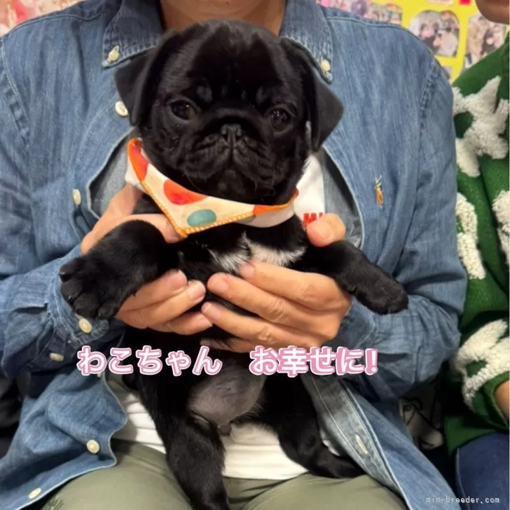 ID：2509-02481の子犬