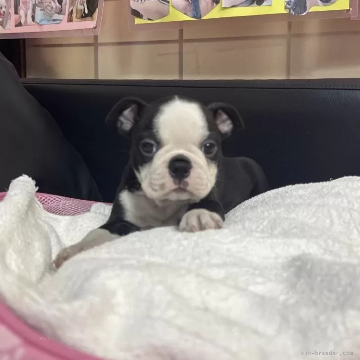 ボストンテリア【岐阜県・女の子・2025年10月10日・ボストンカラー】の写真1