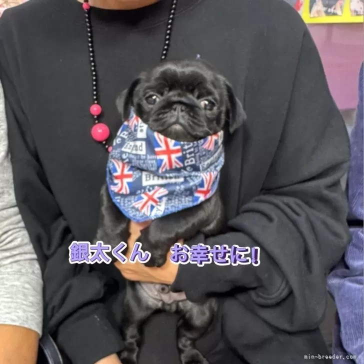 ID：2509-05131の子犬