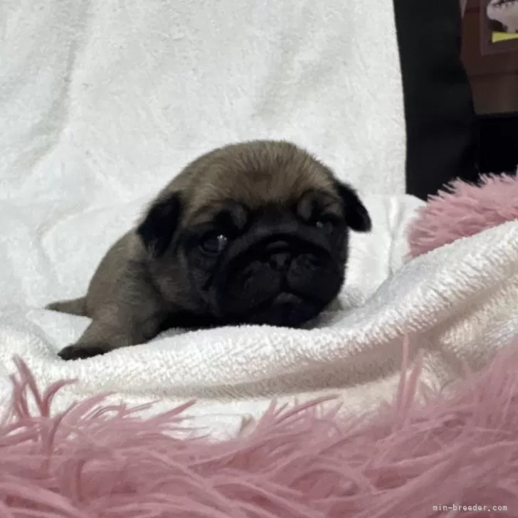 パグ【岐阜県・女の子・2025年11月21日・フォーン】の写真1