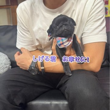 パグ【岐阜県・男の子・2025年4月12日・ブラック】の写真「スクスク成長中❗️」