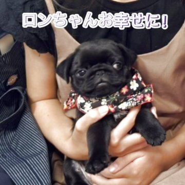 パグ【岐阜県・男の子・2025年5月22日・ブラック】の写真「スクスク成長中❗️」