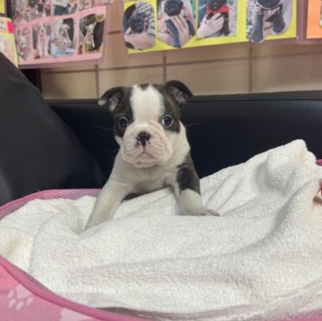 ボストンテリア【岐阜県・男の子・2025年10月10日・ボストンカラー】の写真「スクスク成長中❣️」