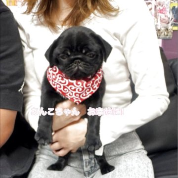 パグ【岐阜県・女の子・2025年8月22日・ブラック】の写真「スクスク成長中❗️」