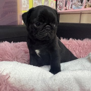 パグ【岐阜県・男の子・2025年10月10日・ブラック】の写真「スクスク成長中❗️」