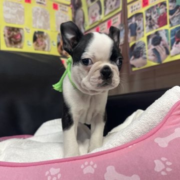 ボストンテリア【岐阜県・男の子・2025年9月27日・ボストンカラー】の写真「11月23日まで限定販売です❣️」