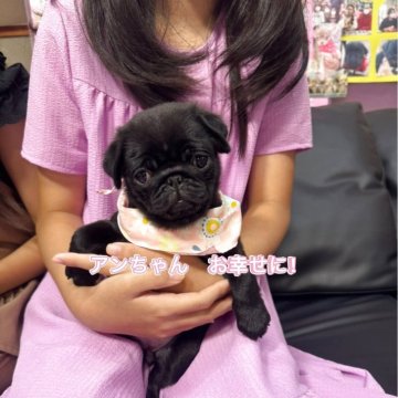 パグ【岐阜県・女の子・2025年5月22日・ブラック】の写真「スクスク成長中❗️」