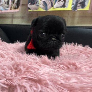 パグ【岐阜県・女の子・2025年9月7日・ブラック】の写真「スクスク成長中❗️」