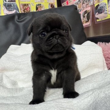 パグ【岐阜県・男の子・2025年11月14日・ブラック】の写真「スクスク成長中❗️」
