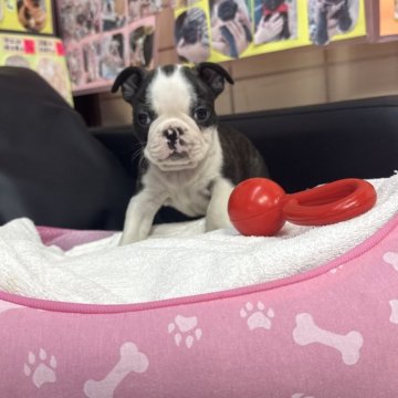 ボストンテリア【岐阜県・男の子・2025年10月10日・ボストンカラー】の写真「12月7日まで限定販売❣️」