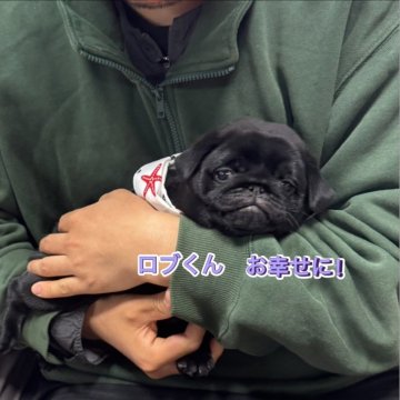 パグ【岐阜県・男の子・2025年2月4日・ブラック】の写真「スクスク成長中❗️」