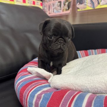 パグ【岐阜県・男の子・2025年10月10日・ブラック】の写真「スクスク成長中❗️」