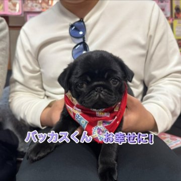 パグ【岐阜県・男の子・2025年1月8日・ブラック】の写真「スクスク成長中❗️」