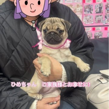 パグ【岐阜県・女の子・2025年10月10日・フォーン】の写真「スクスク成長中❗️」