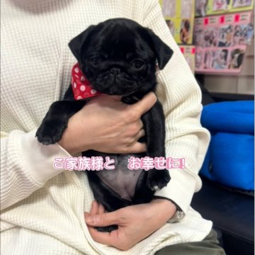 パグ【岐阜県・女の子・2025年8月22日・ブラック】の写真「10月26日までの限定価格❣️」