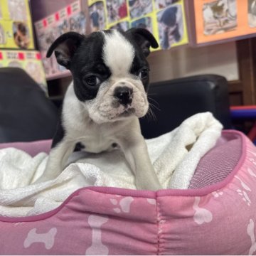 ボストンテリア【岐阜県・女の子・2025年10月9日・ボストンカラー】の写真「スクスク成長中❣️」