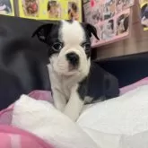 ボストンテリア