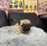 パグ【岐阜県・女の子・2024年12月27日・フォーン】の写真1