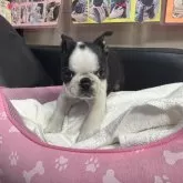 ボストンテリア