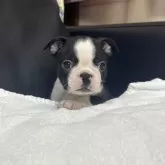 ボストンテリア