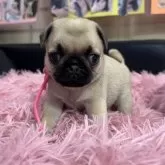 パグ