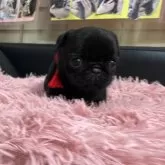 パグ
