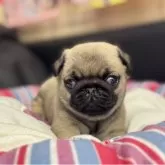 パグ