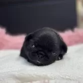 パグ