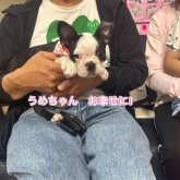 ボストンテリア