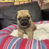 パグ