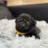 パグ