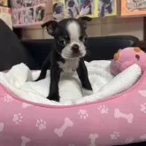 ボストンテリア