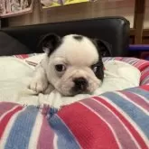 ボストンテリア