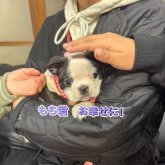 ボストンテリア