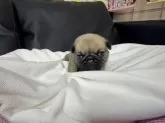 パグ【岐阜県・女の子・2024年12月27日・フォーン】の写真5
