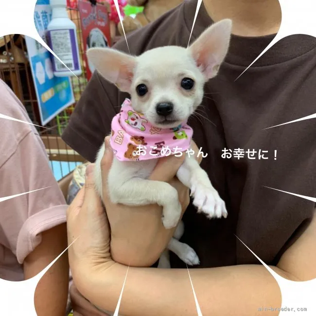 ID：2107-01947の子犬