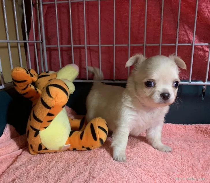 ID：2006-00594の子犬