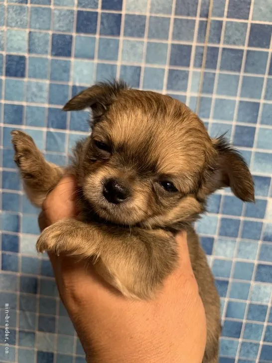 ID：1908-01620の子犬