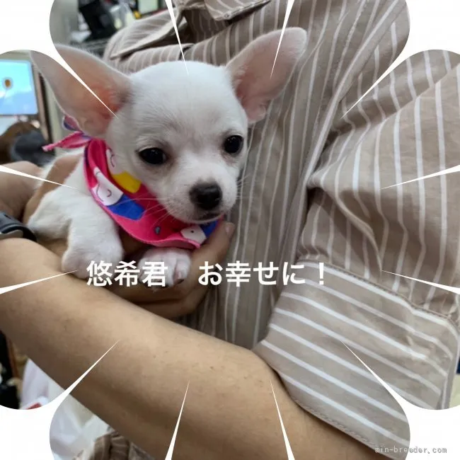 ID：2107-01918の子犬