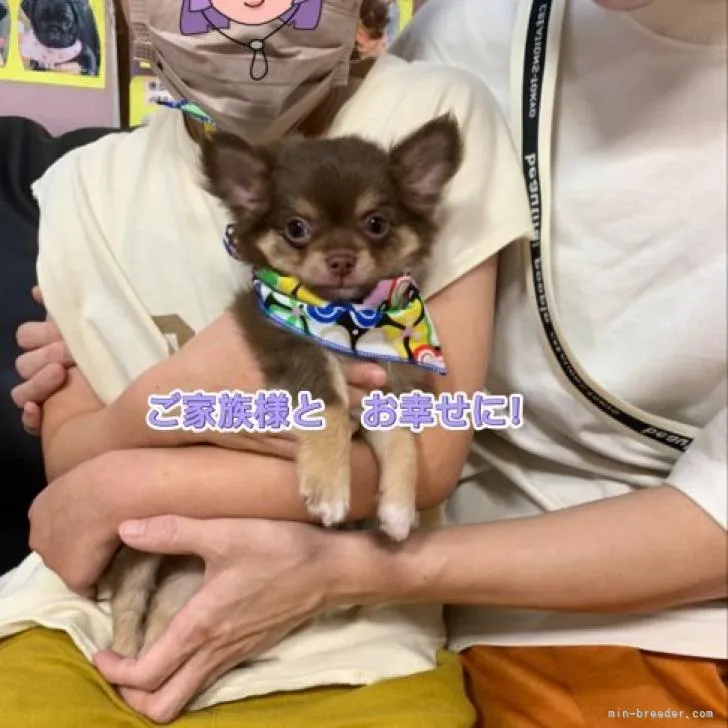 ID：2207-01600の子犬