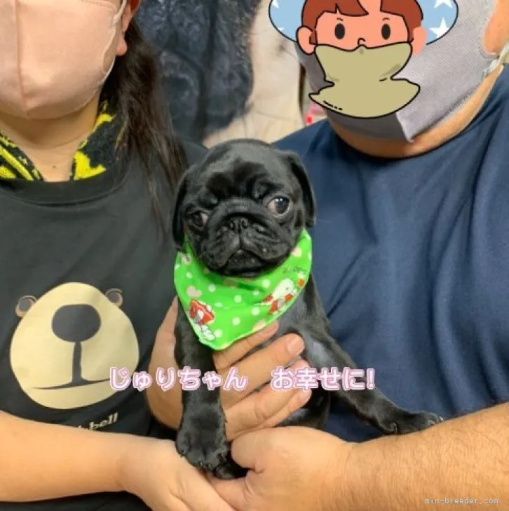 ID:2309-05164の子犬