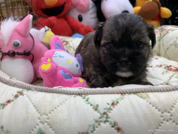 ID：2009-03616の子犬