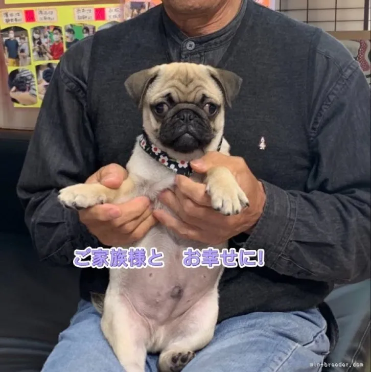 ID:2302-04523の子犬