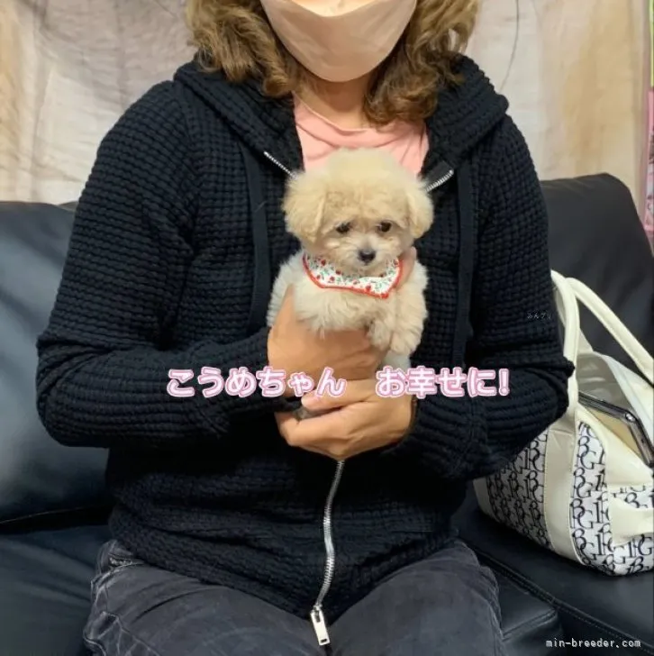 ID:2310-00783の子犬