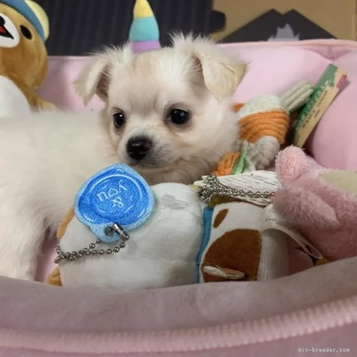 ID：2207-01604の子犬