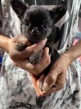 チワワ(ロング)【岐阜県・男の子・2019年8月13日・ブリンドル】の写真「小ぶりな三兄弟🐾」
